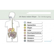 I know my body – The digestive path - without a pen
