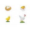 Lebenszyklus Huhn