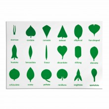 Lernplakat Botanische Kommode (englische Ausführung)