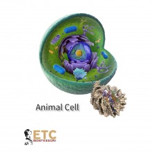 Animal Cell