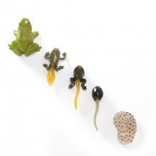 Lebenszyklus Frosch