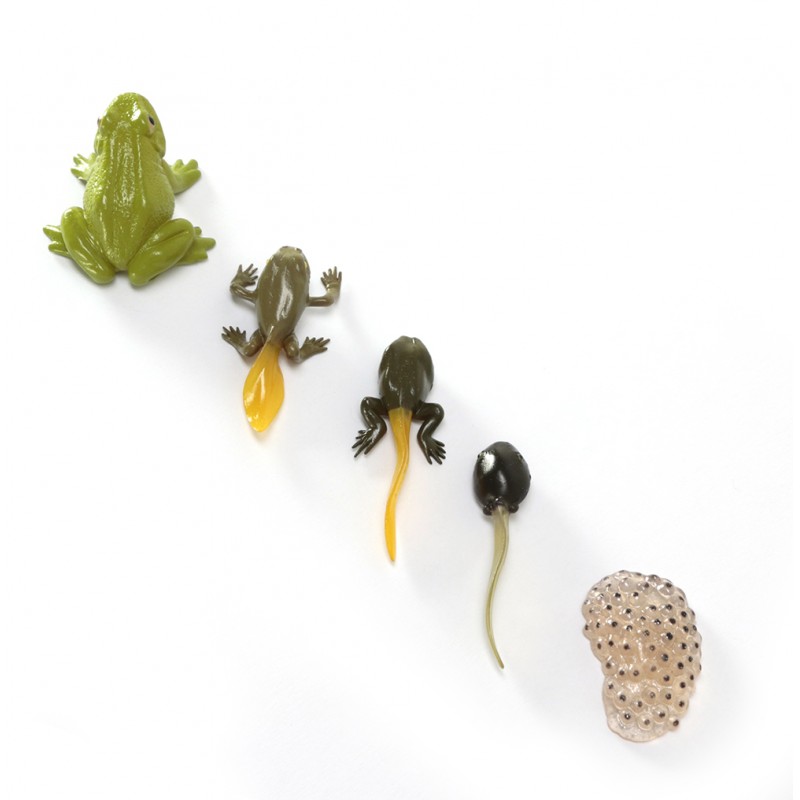 Life cycle frog ACTION