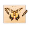 Holz-Puzzle - realistisch Schmetterling