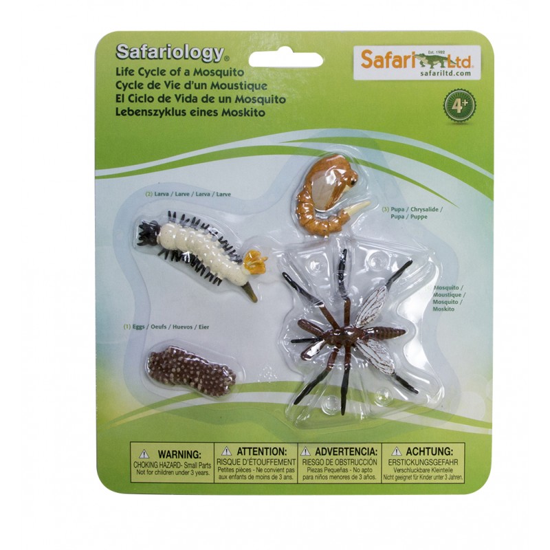 Life cycle mosquito