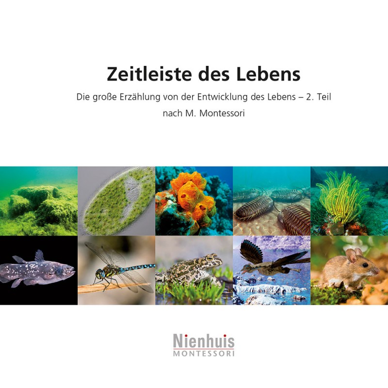 Zeitleiste des Lebens
