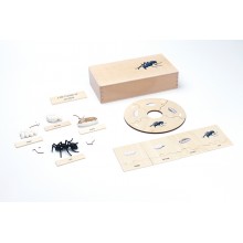 Life Cycle - Ant - working material - english