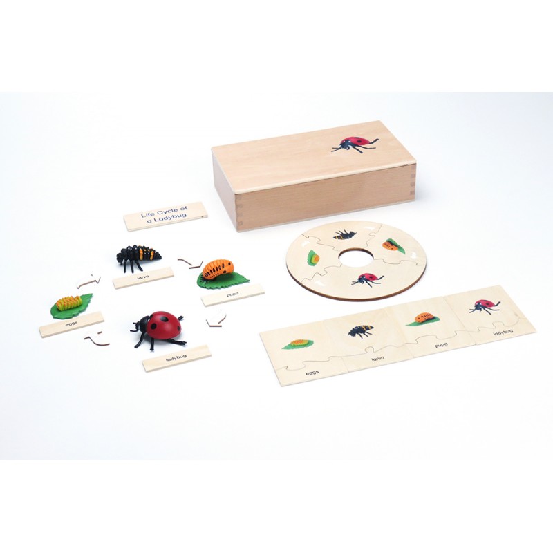 Life Cycle - Ladybird - working material - english