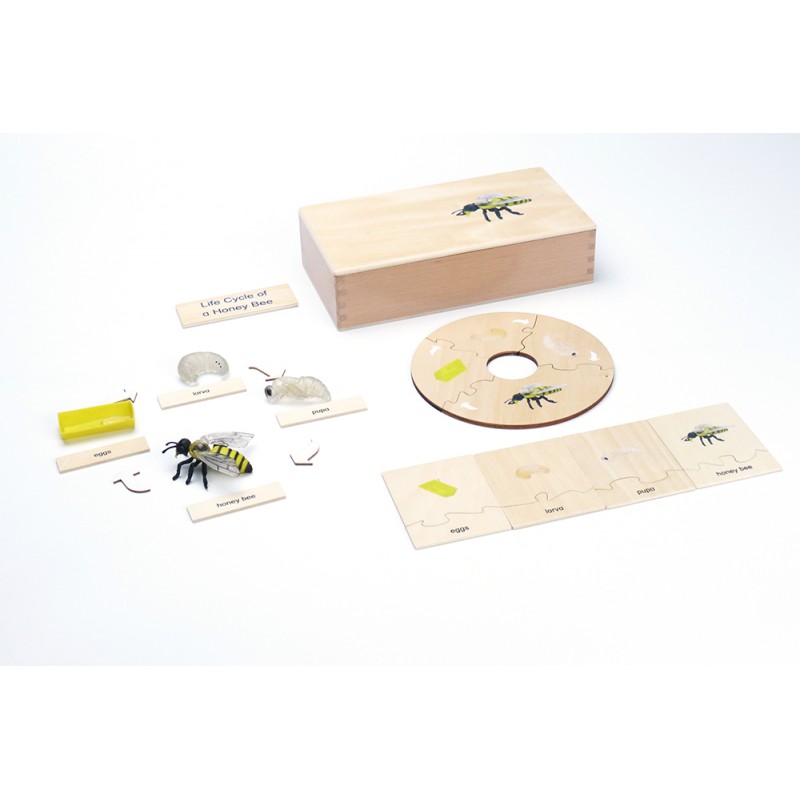 Life Cycle - Honey Bee - working material - english