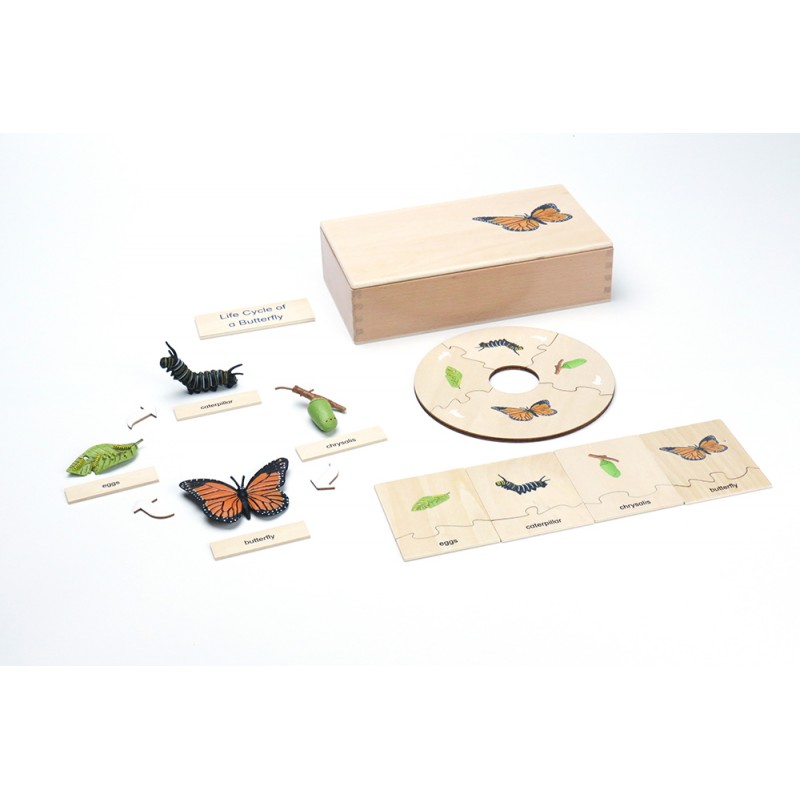 Life Cycle - Butterfly - working material - English