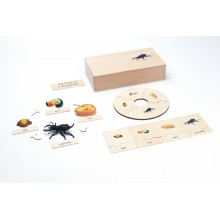 Life Cycle - Stag Beetle - working material - english