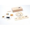 Life Cycle - Stag Beetle - working material - english