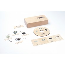 Lebenszyklus - Spinne - Arbeitsmaterial - Englisch