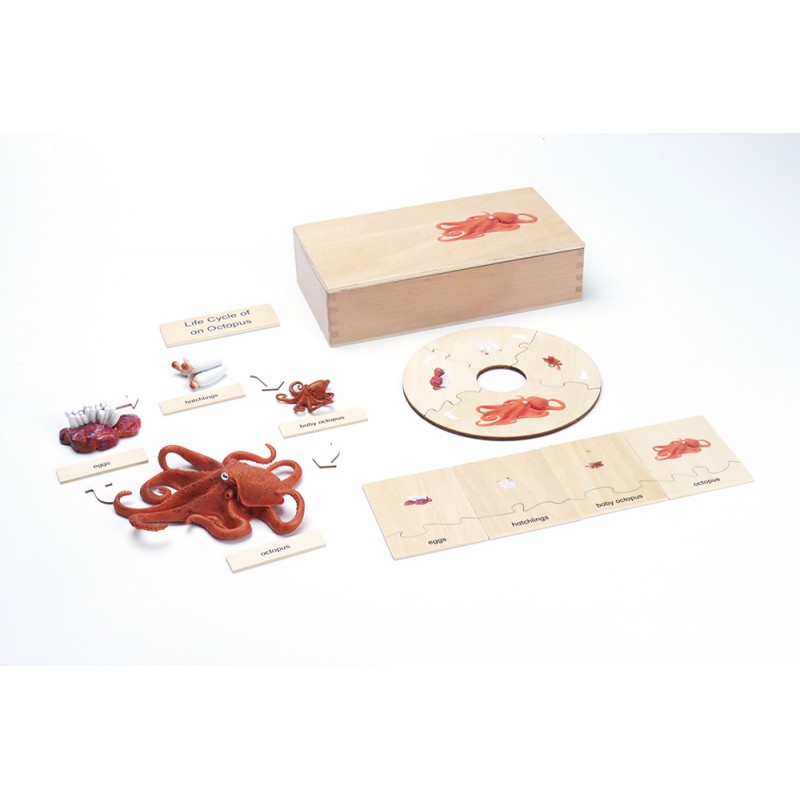 Life Cycle - Octopus - working material - english