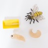 Life Cycle honeybees