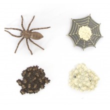 Lebenszyklus - Spinne