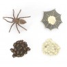 Lebenszyklus - Spinne