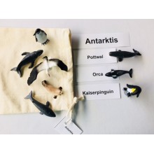 Animals of the Continents