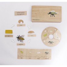 Life Cycle Set of a Honey Bee - German