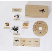 Life Cycle Set of a Stag Beetle - German