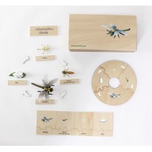 Life Cycle Set of a Dragonfly - German