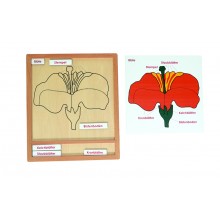 Farbiges Botanik-Puzzle-Aktivitätsset - Blüte - Deutsch