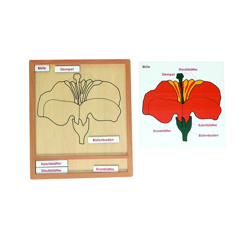 Farbiges Botanik-Puzzle-Aktivitätsset - Blüte - Deutsch