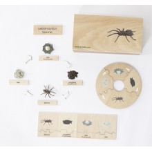 Life Cycle Set of a Spider - German/English