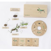 Life Cycle Set of a Mantis - German/English