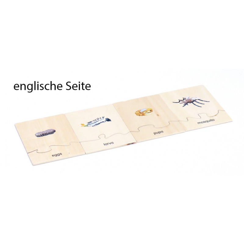 Life Cycle Set of a Mosquito - German/English