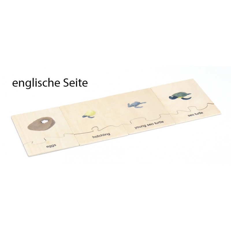Life Cycle Set of a Turtle - German/English
