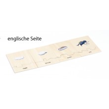 Life Cycle Set of an Ant - German/English