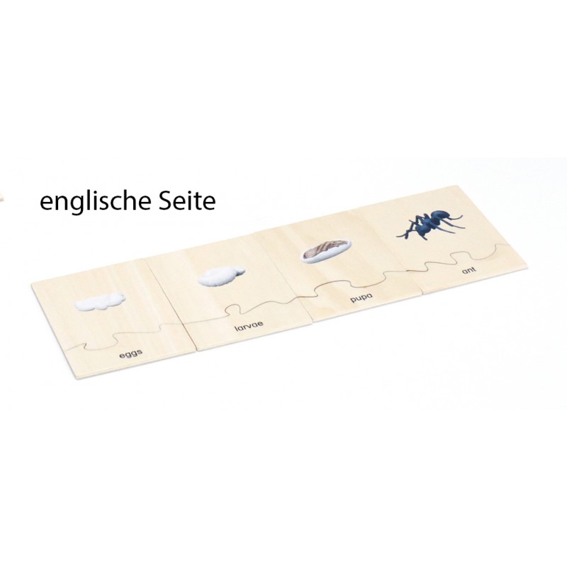 Life Cycle Set of an Ant - German/English