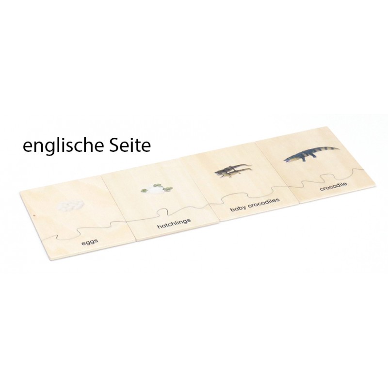 Lebenszyklus - Krokodil - Arbeitsmaterial - Deutsch/Englisch