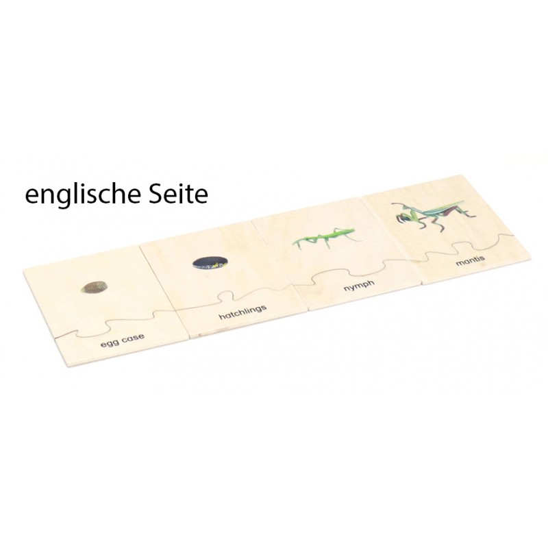 Lebenszyklus - Gottesanbeterin - Arbeitsmaterial - Deutsch/Englisch