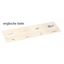 Lebenszyklus - Libelle - Arbeitsmaterial - Deutsch/Englisch