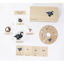 Lebenszyklus - schwarzer Schwan - Arbeitsmaterial - Deutsch/Englisch