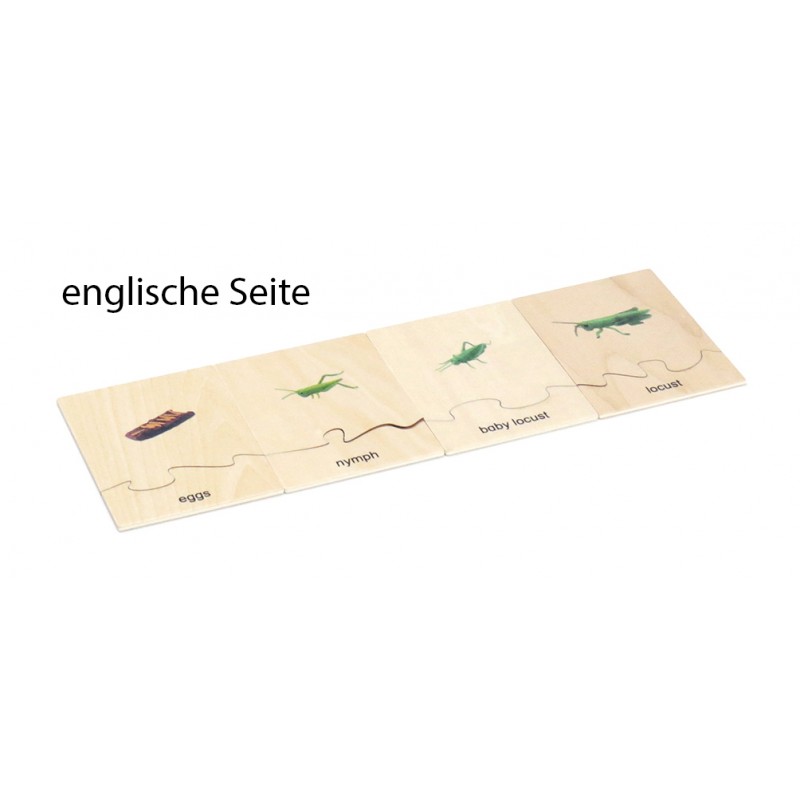 Life Cycle Set of a Locust - German/English