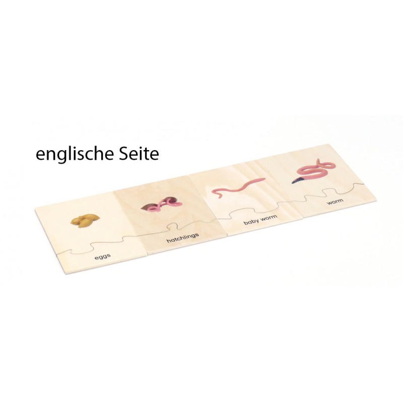 Lebenszyklus - Regenwurm - Arbeitsmaterial - Deutsch/Englisch