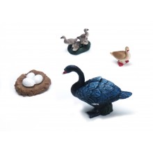 Black swan lifecycle