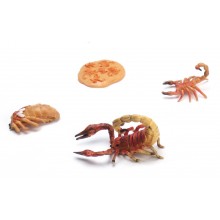 Scorpion life cycle