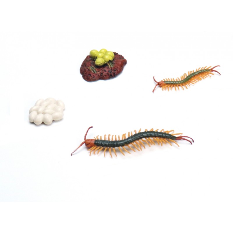 Lebenszyklus Tausendfüssler