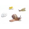 Lifecycle of a snail