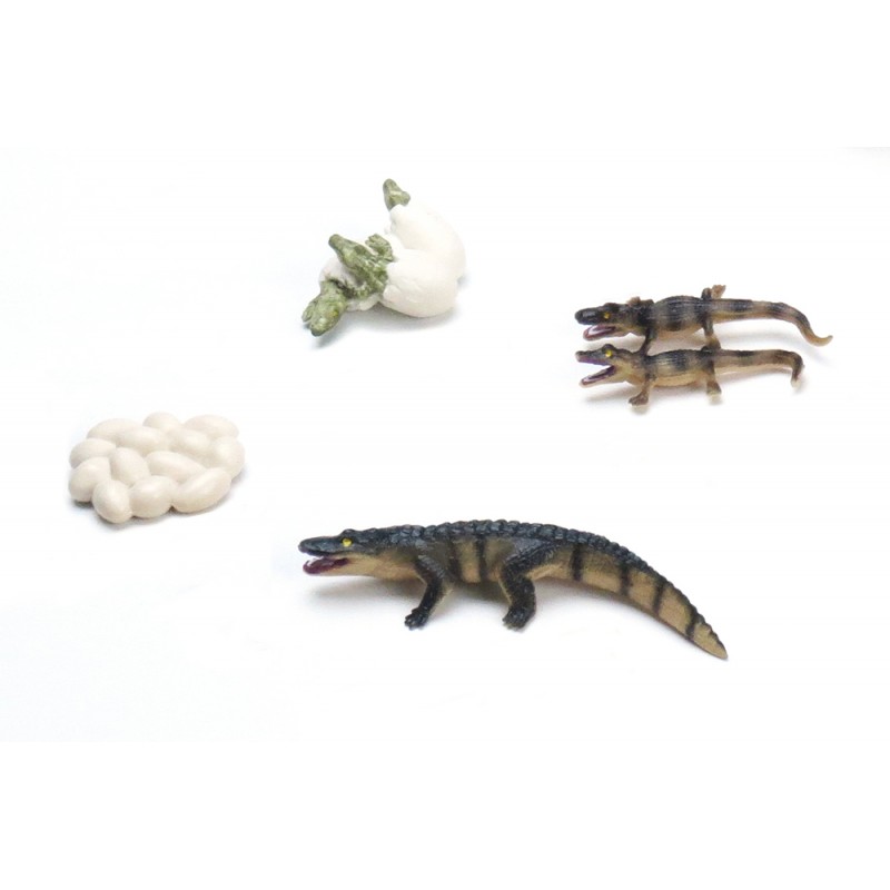 Lebenszyklus Krokodil