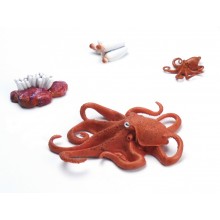 Lebenszyklus Oktopus