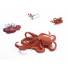 Lebenszyklus Oktopus