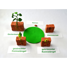 Bean life cycle - according to Petra Braun