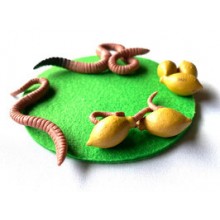 Life cycle of the earthworm - according to Petra Braun