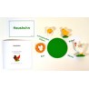 Life Cycle of a Chicken - according to Petra Braun