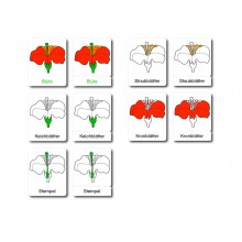 Blüte - drei Teilekarten - Deutsch