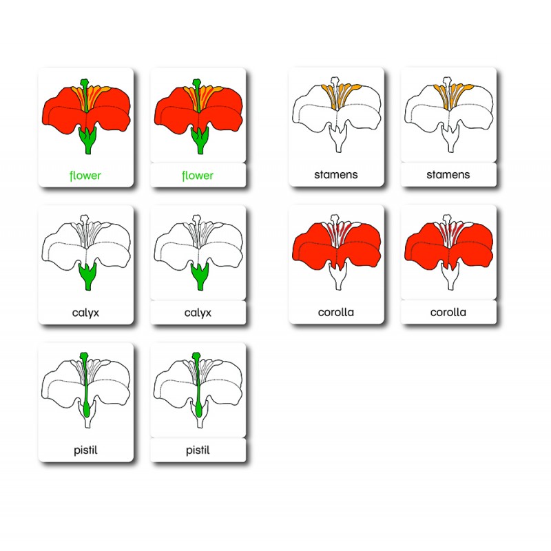 Blüte - drei Teilekarten - Englisch